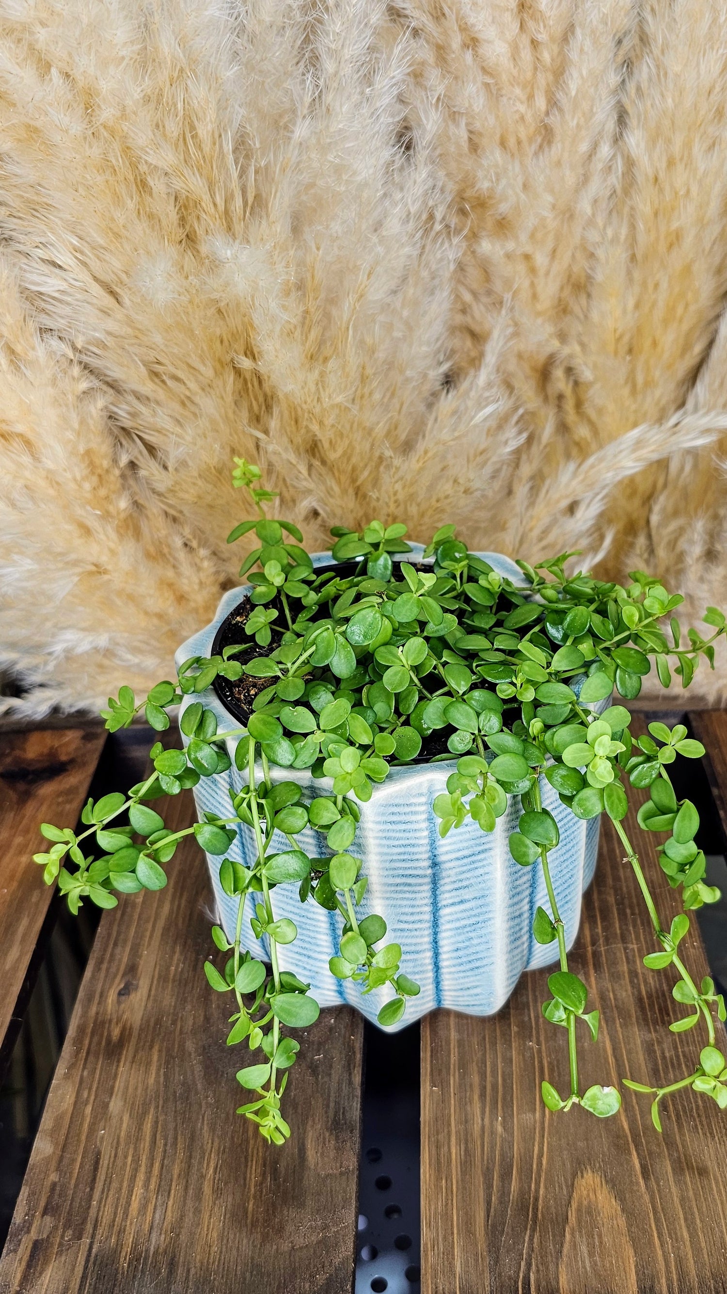 Peperomia Deppeana