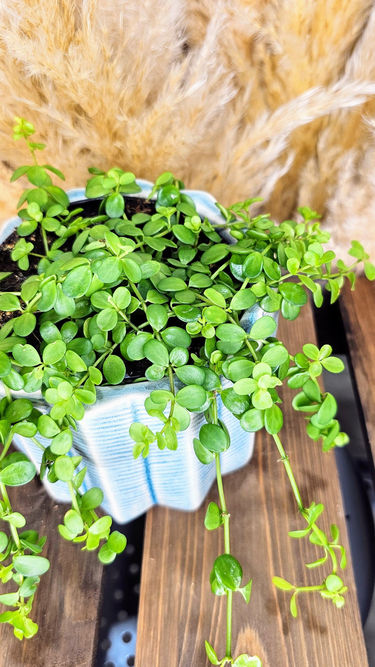 Peperomia Deppeana