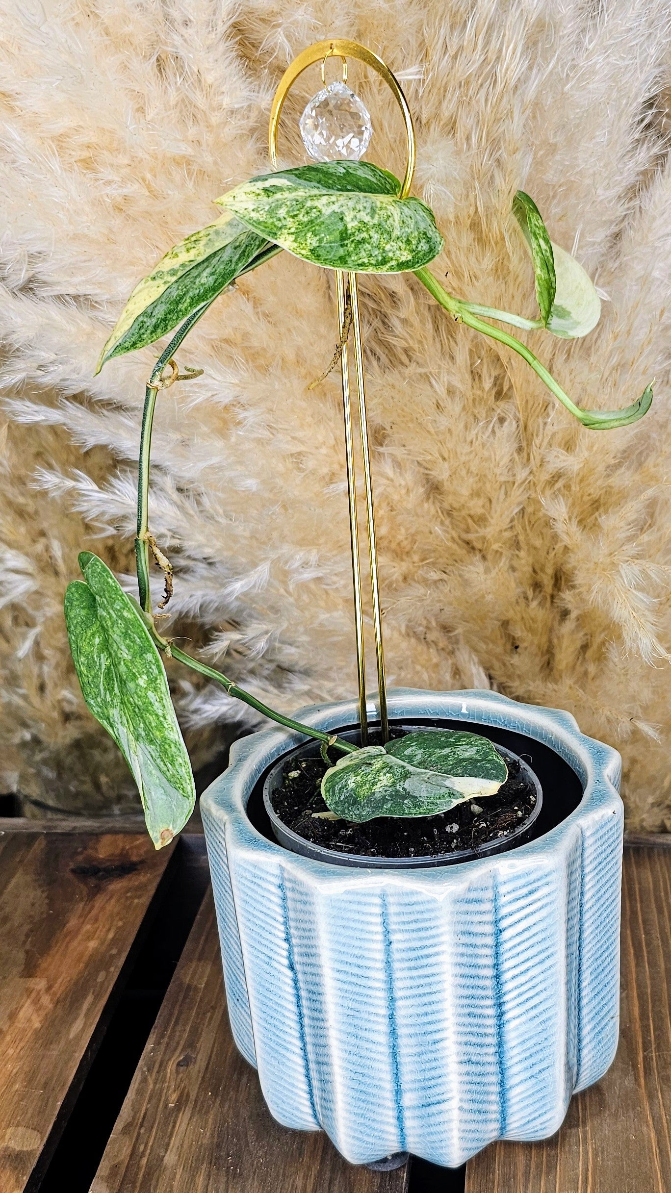 Scindapsus Mangurai 4&quot; W12