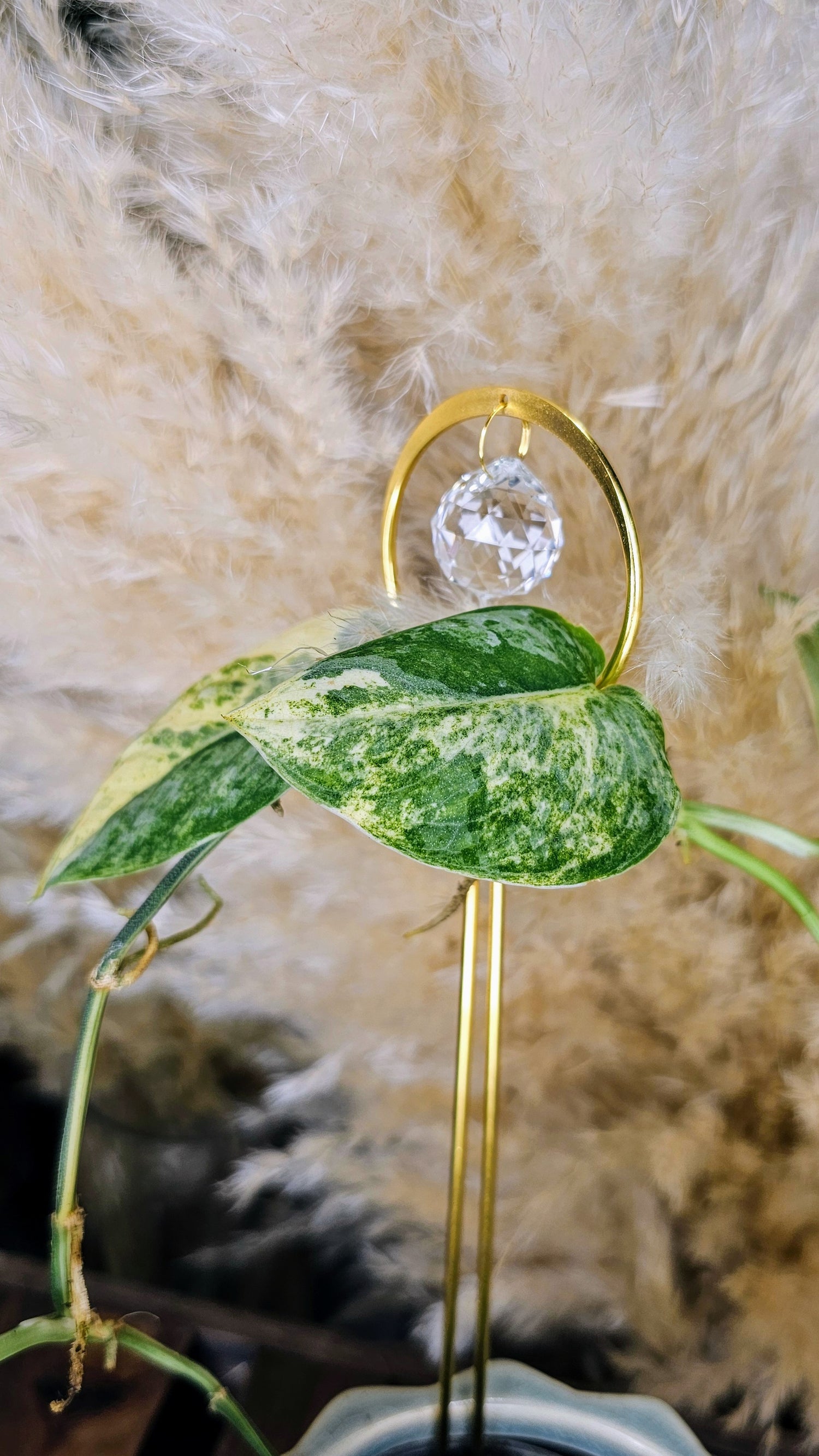 Scindapsus Mangurai 4&quot; W12