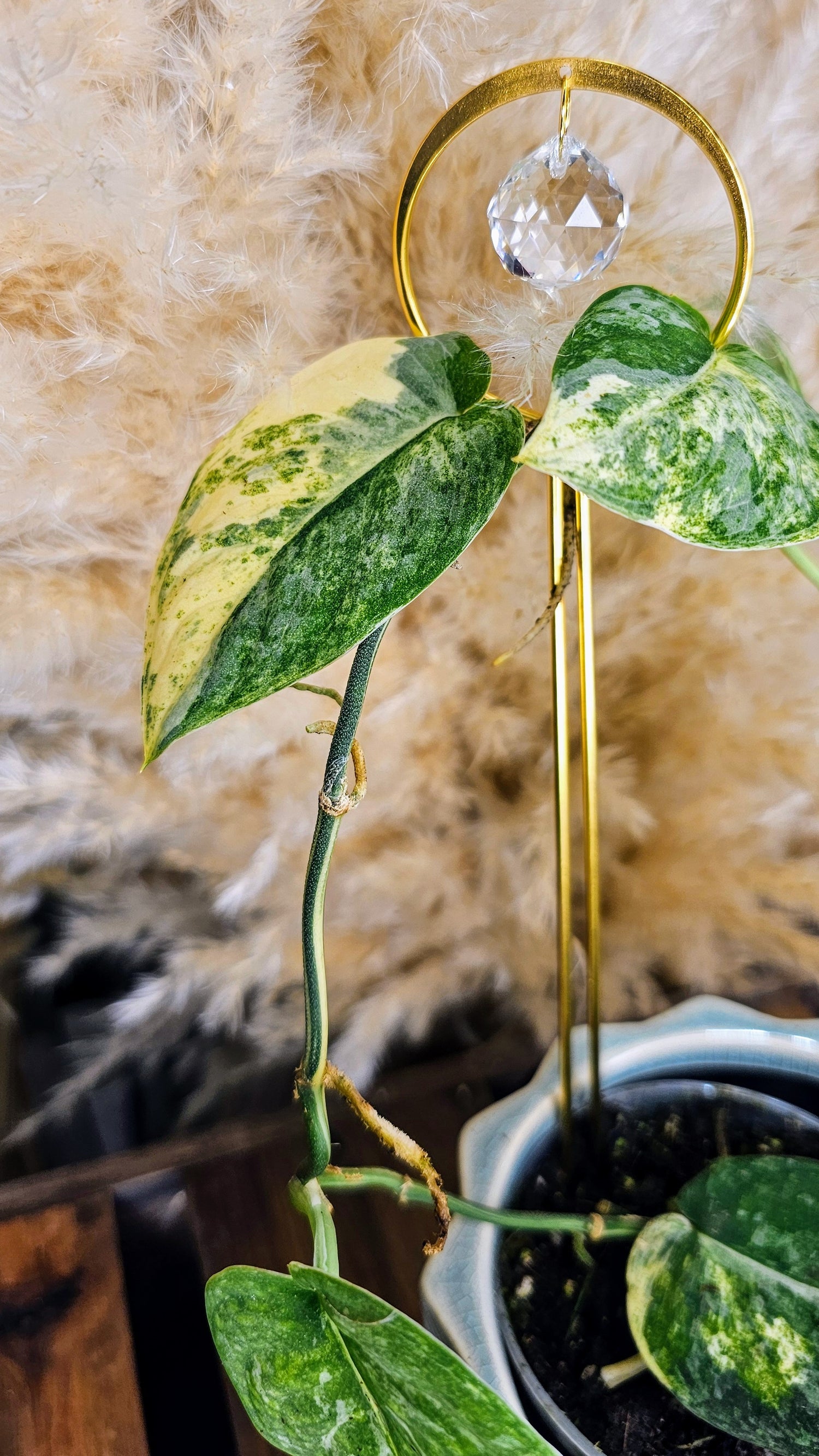 Scindapsus Mangurai 4&quot; W12