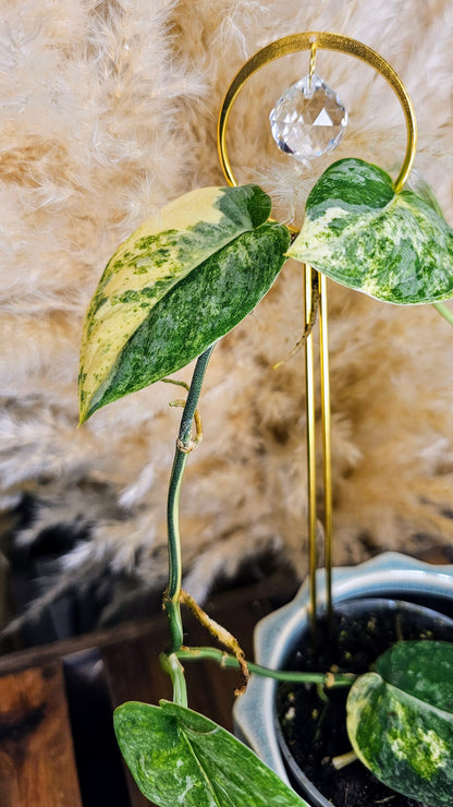 Scindapsus Mangurai 4&quot; W12