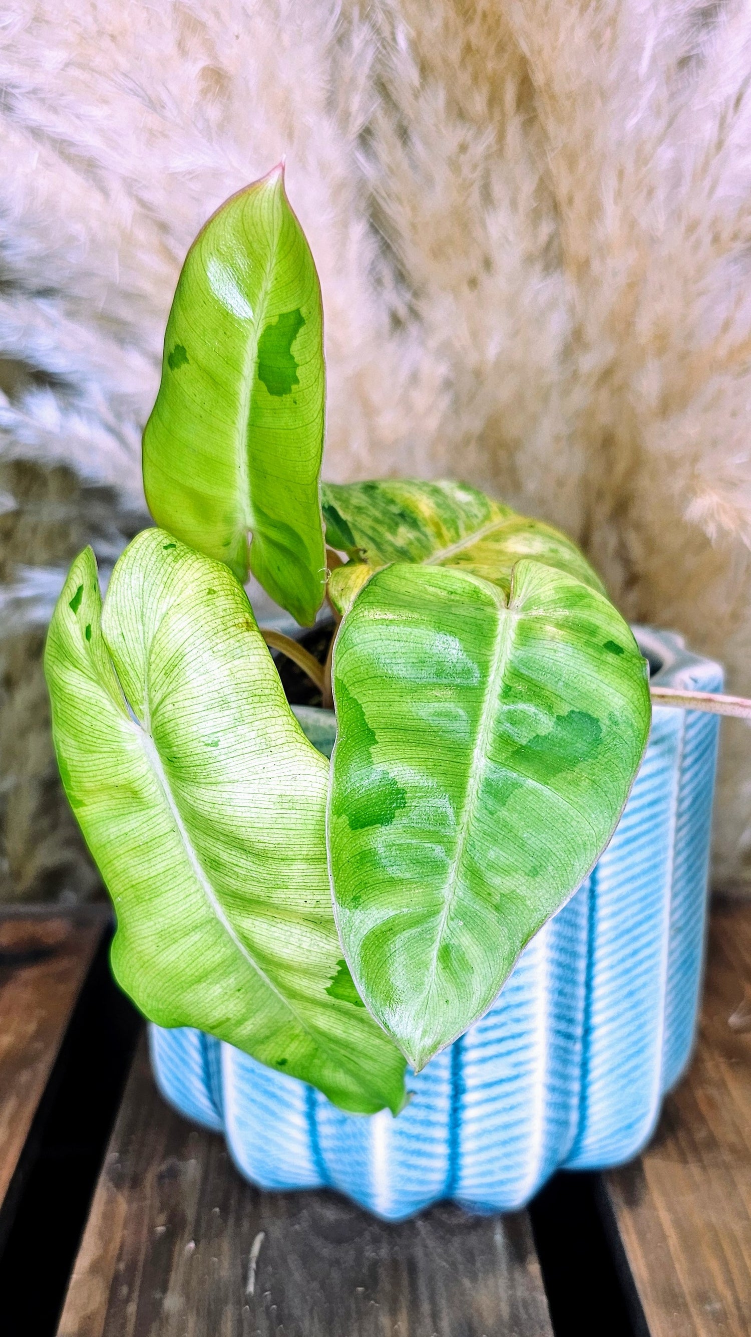 philodendron burle marx mint Philodendron Burle Marx Mint (WP13) – Wilderly