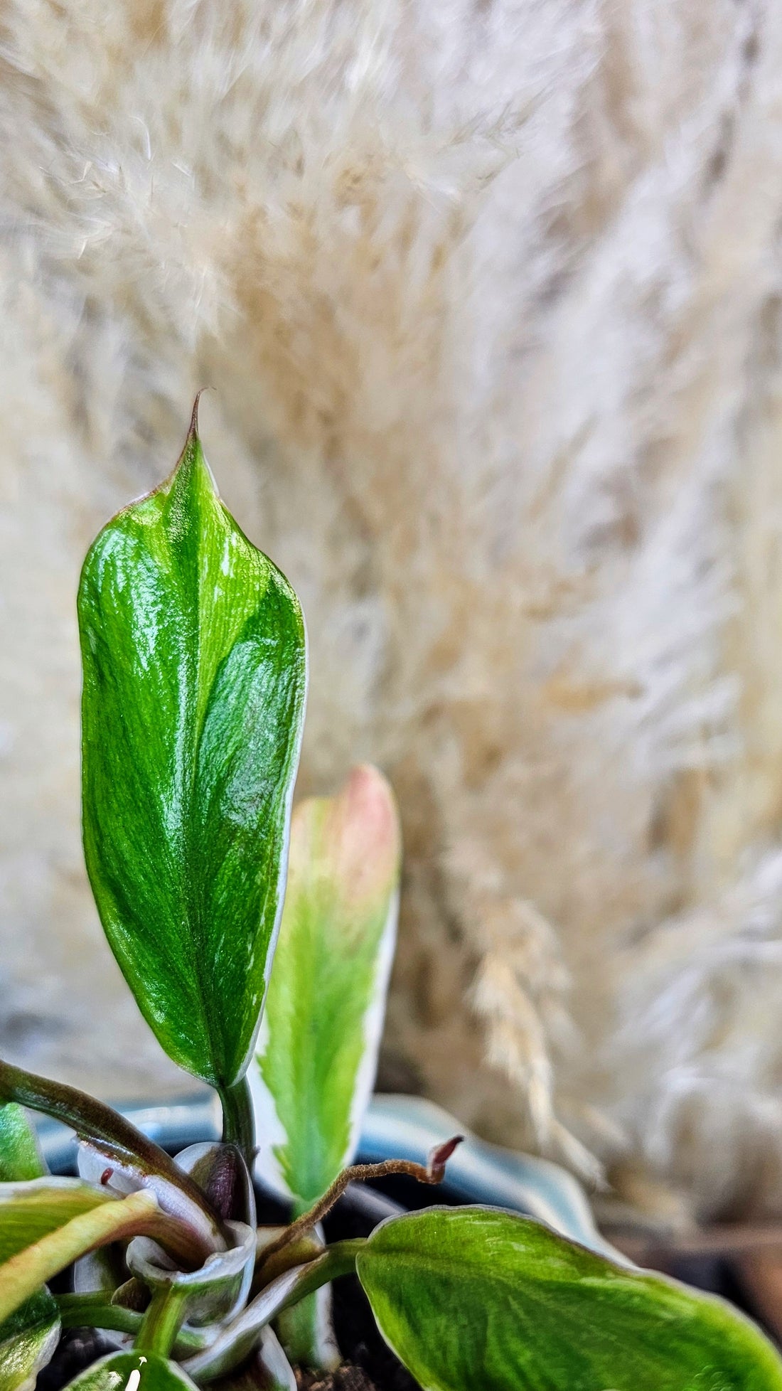 Philodendron White Knight Albomarginata (WP18)