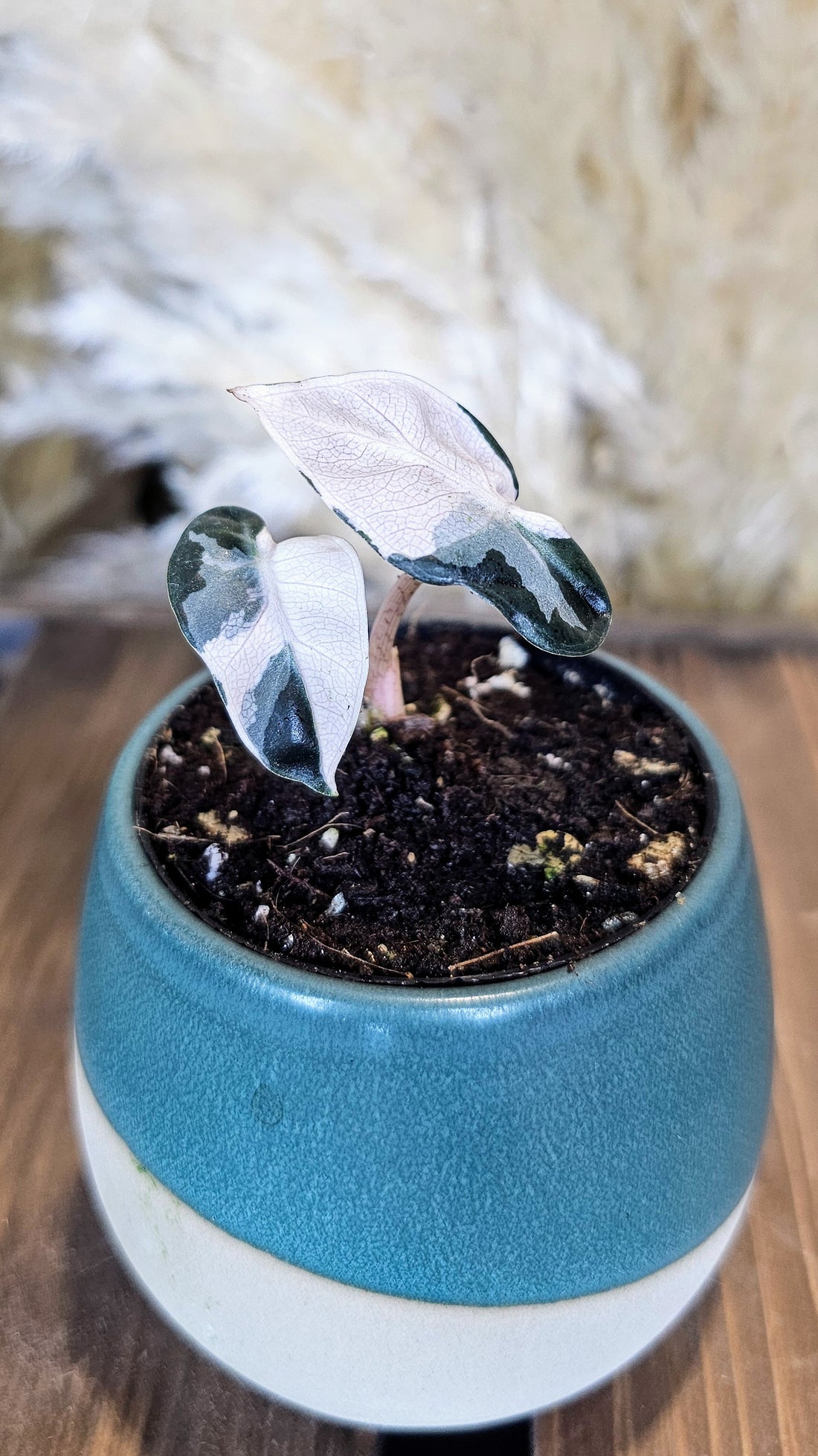 Alocasia Ballon Heart Variegated (WP19)