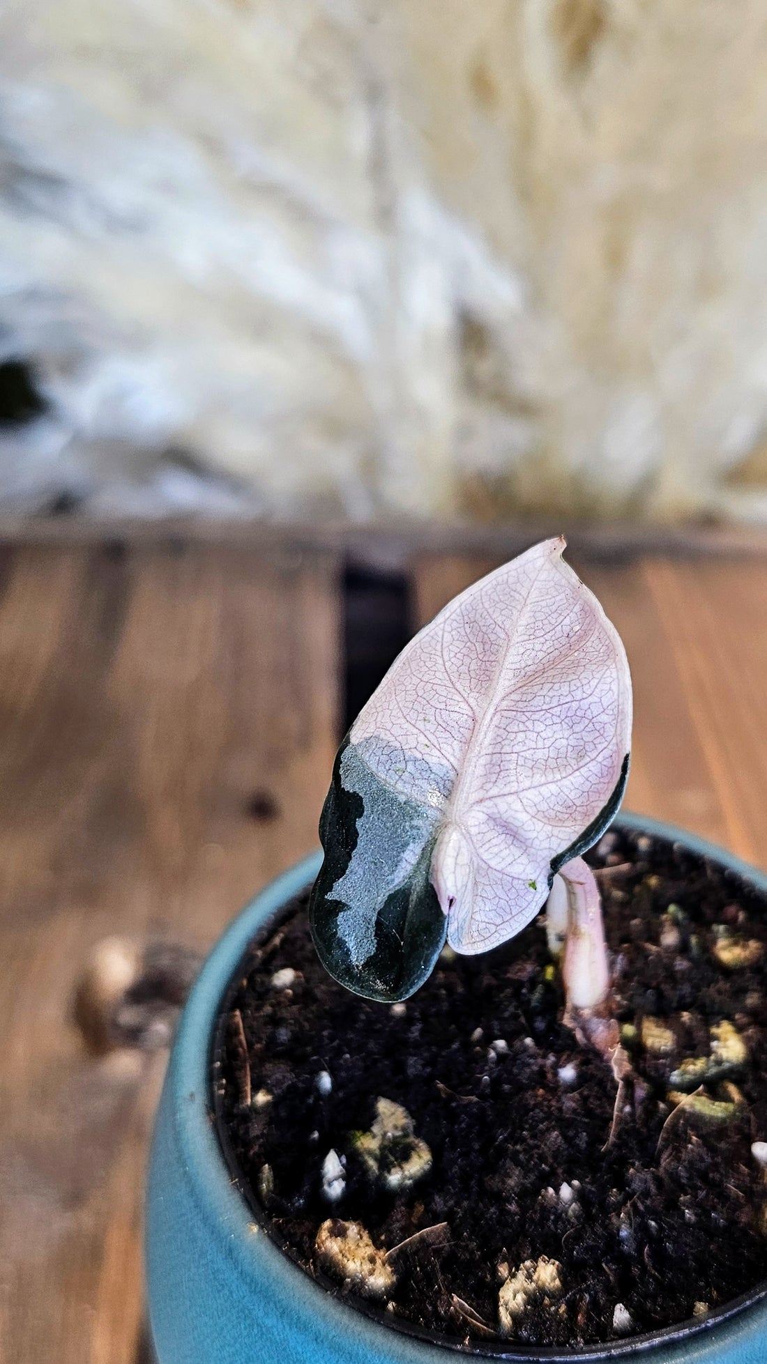 Alocasia Ballon Heart Variegated (WP19)