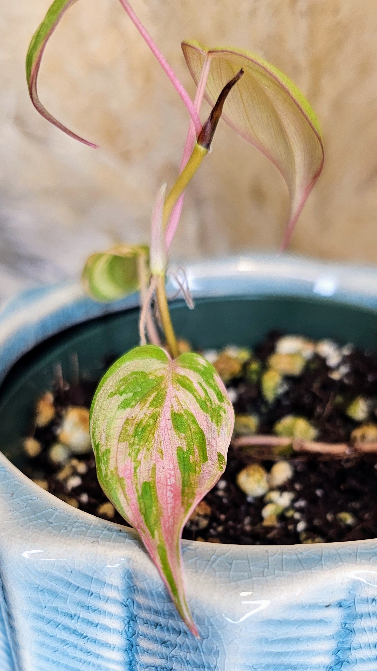 pink micans philodendron Philodendron Micans Pink Variegated (WP21) – Wilderly