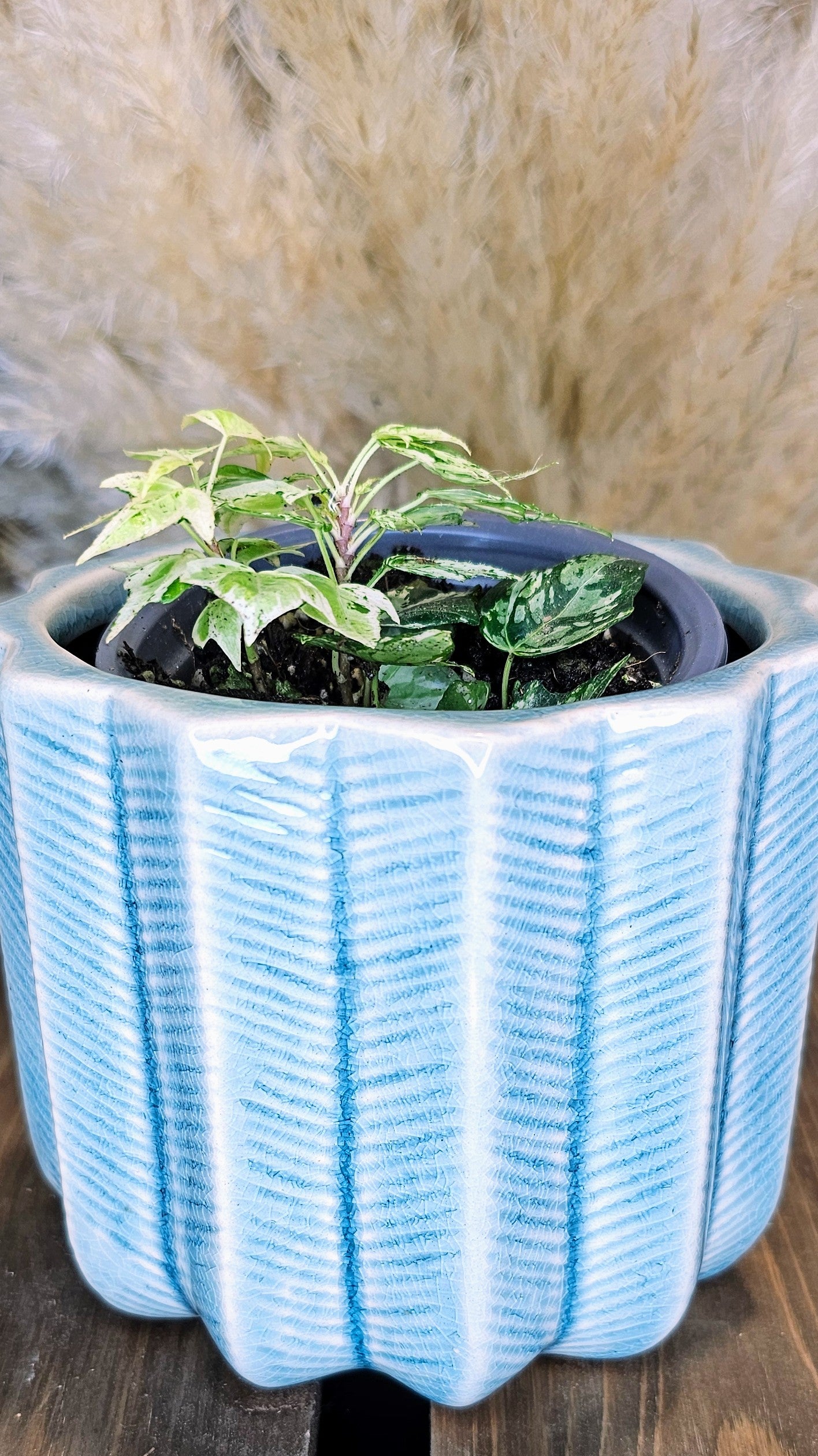 Hedera Helix Ivy - Golden Ignot Variegated