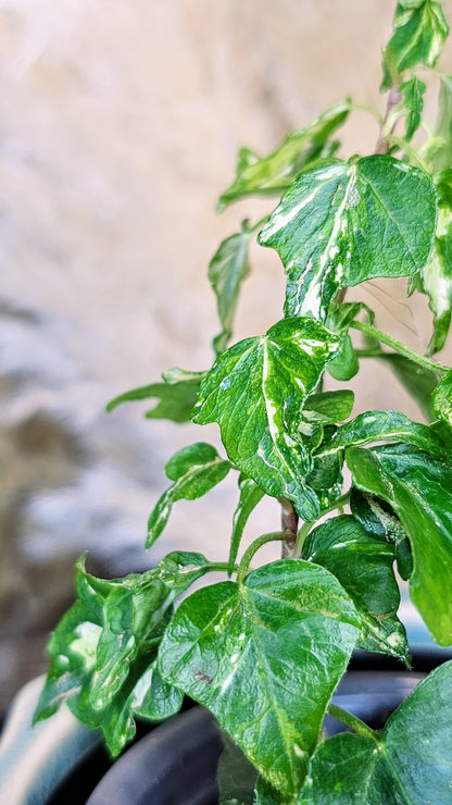 Hedera Helix Ivy - Golden Ignot Variegated
