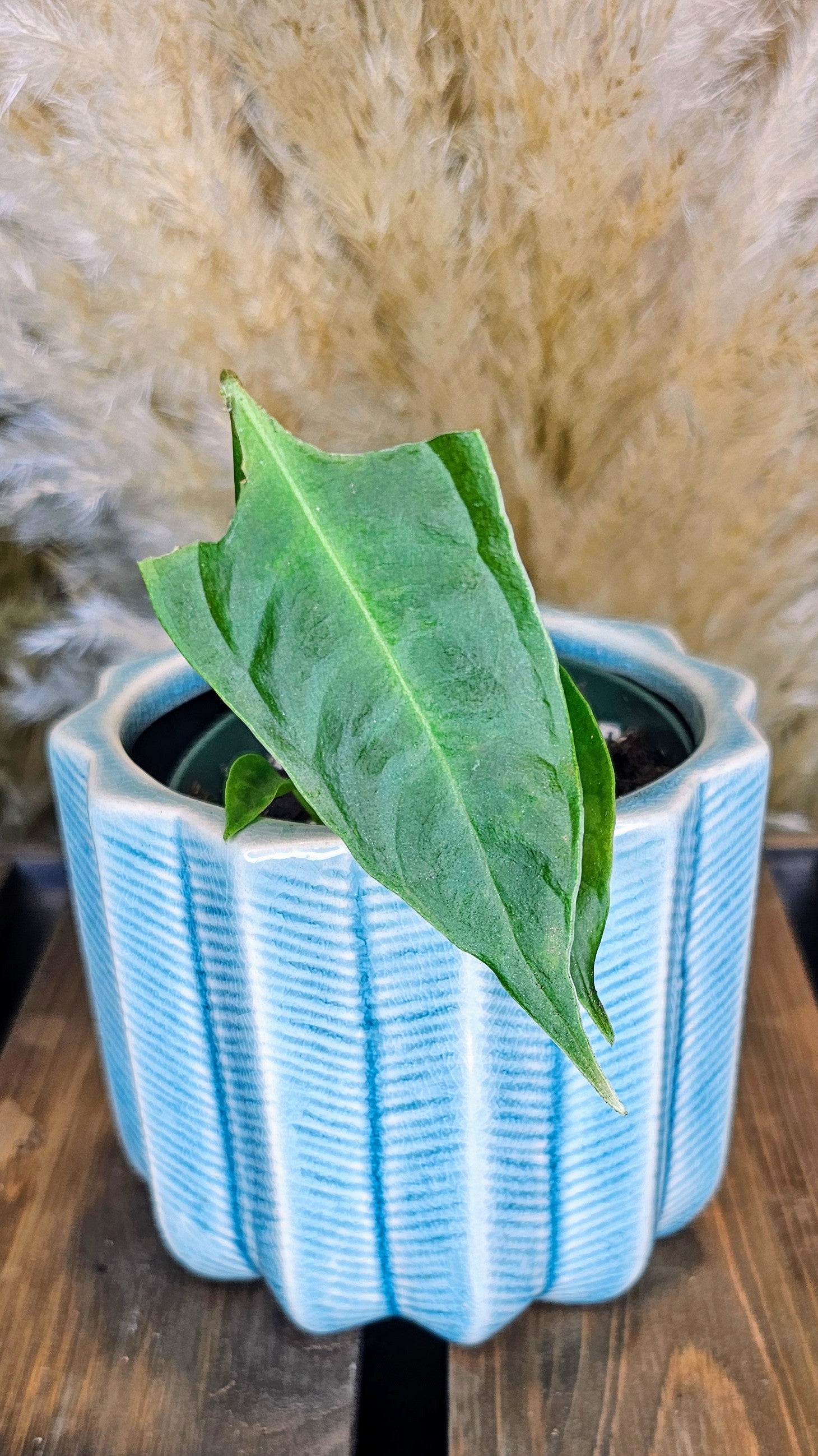 Anthurium Veitchii Narrow Form (WP24)