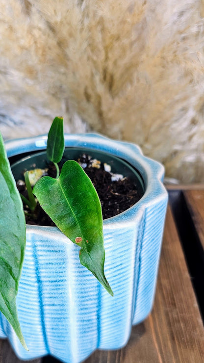Anthurium Veitchii Narrow Form (WP24)