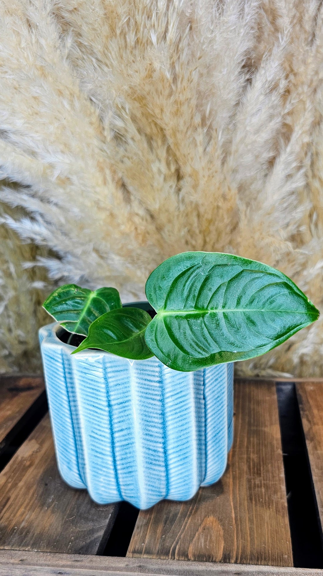 Anthurium Veitchii Narrow Form (WP25)