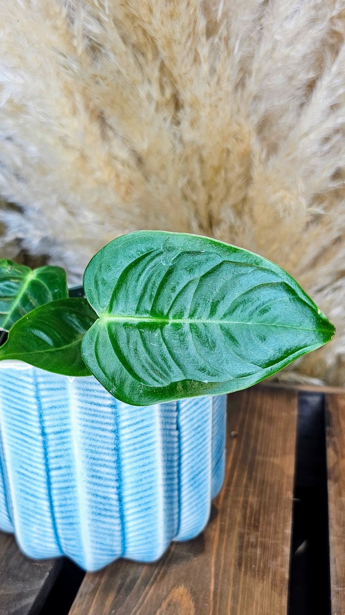 Anthurium Veitchii Narrow Form (WP25)