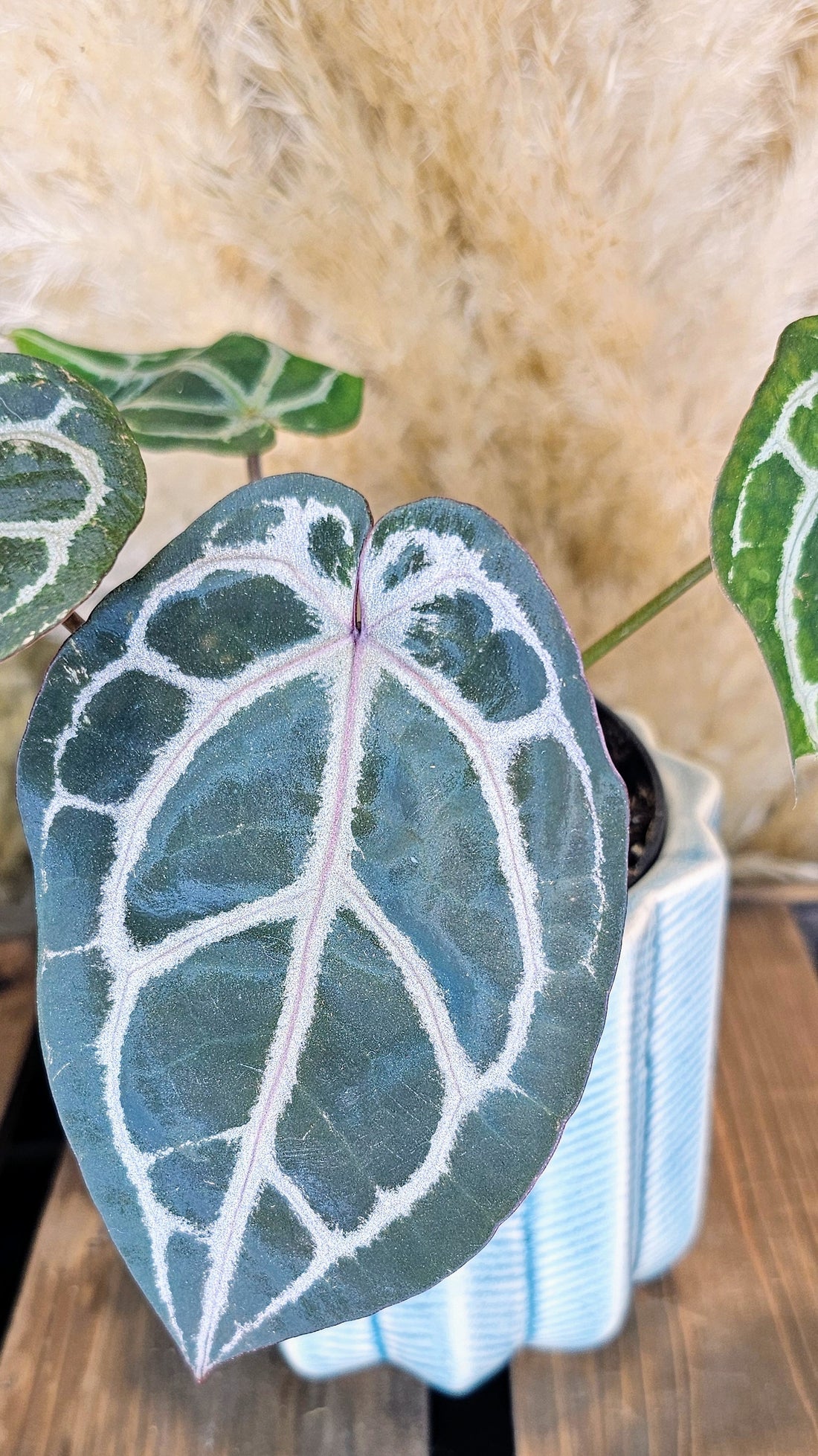 Anthurium DocBlocK Michelle (WA20)