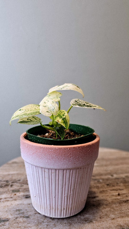 Philodendron Ilsemani