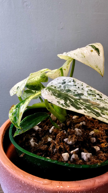 Philodendron Ilsemani