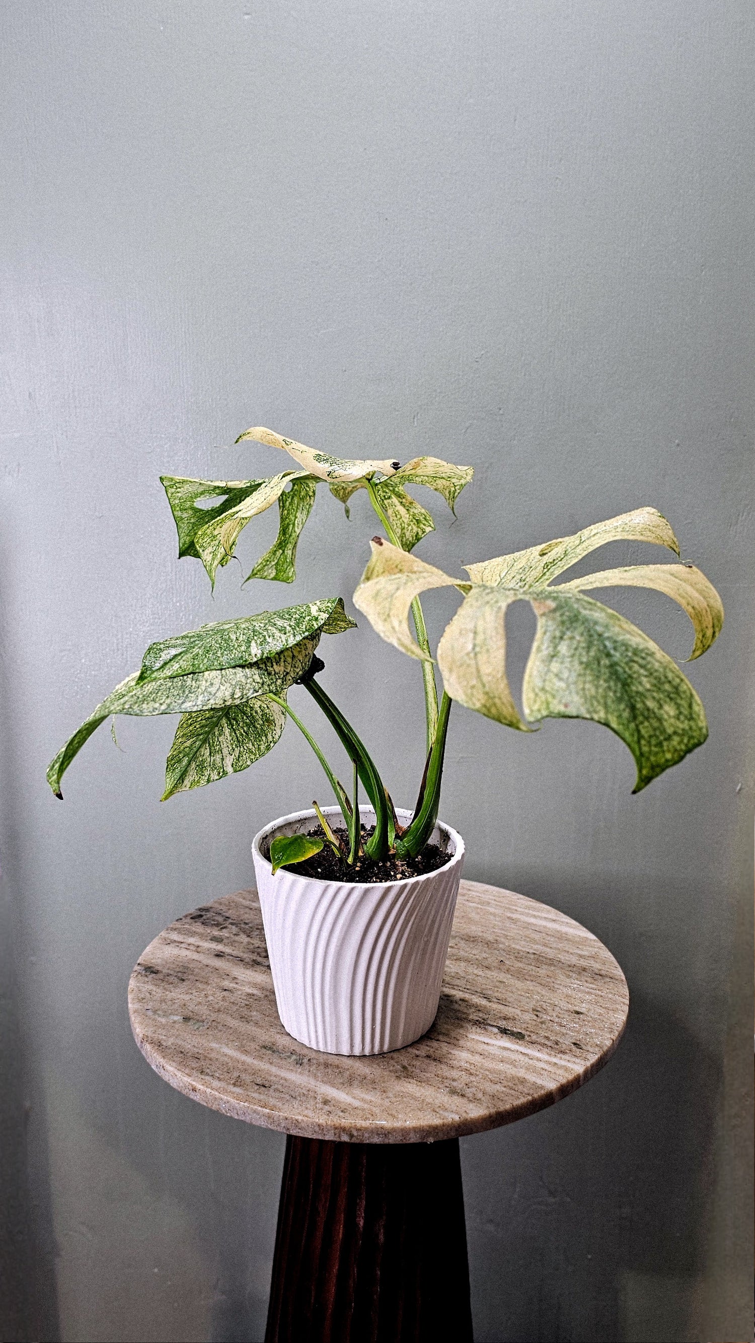 Monstera Mint
