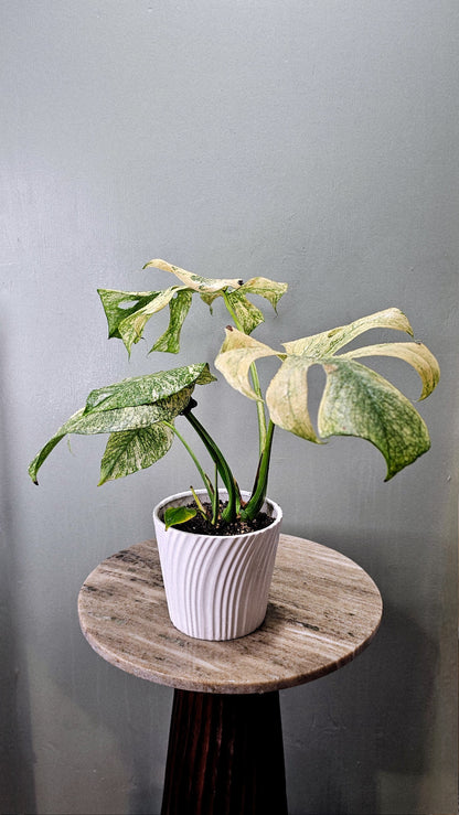 Monstera Mint