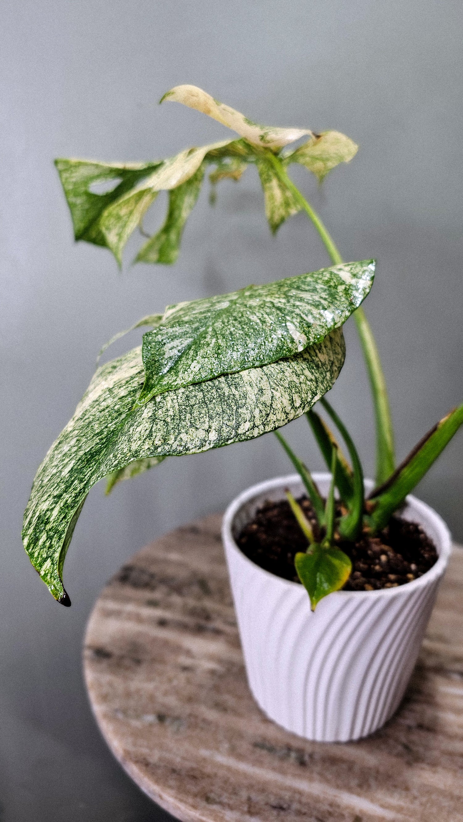 monstera deliciosa edmonton Monstera Mint 4