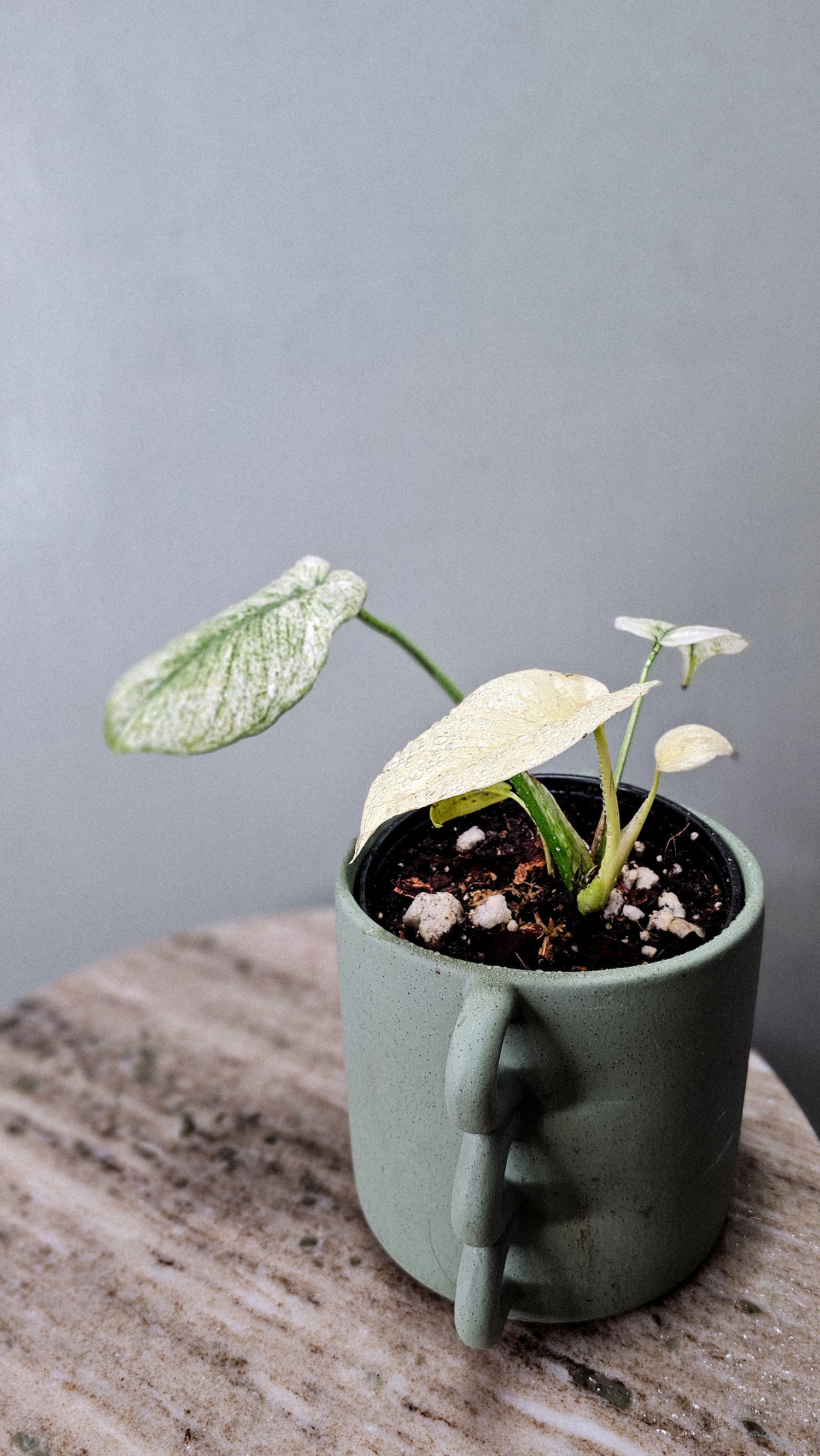 Monstera Mint