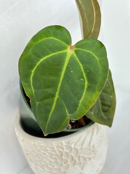 (B) Anthurium Carlablackiae