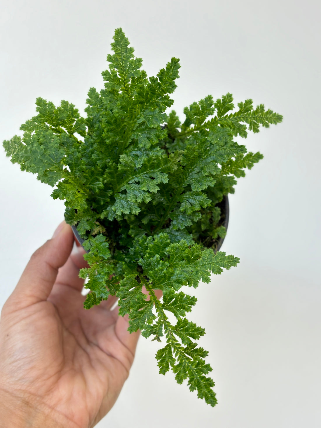 Selaginella Amazonia