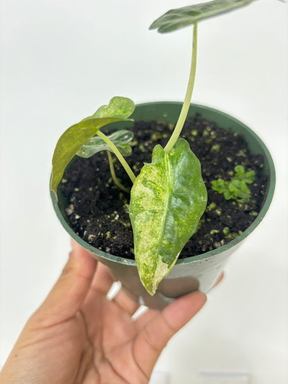 Alocasia Parasol Variegated