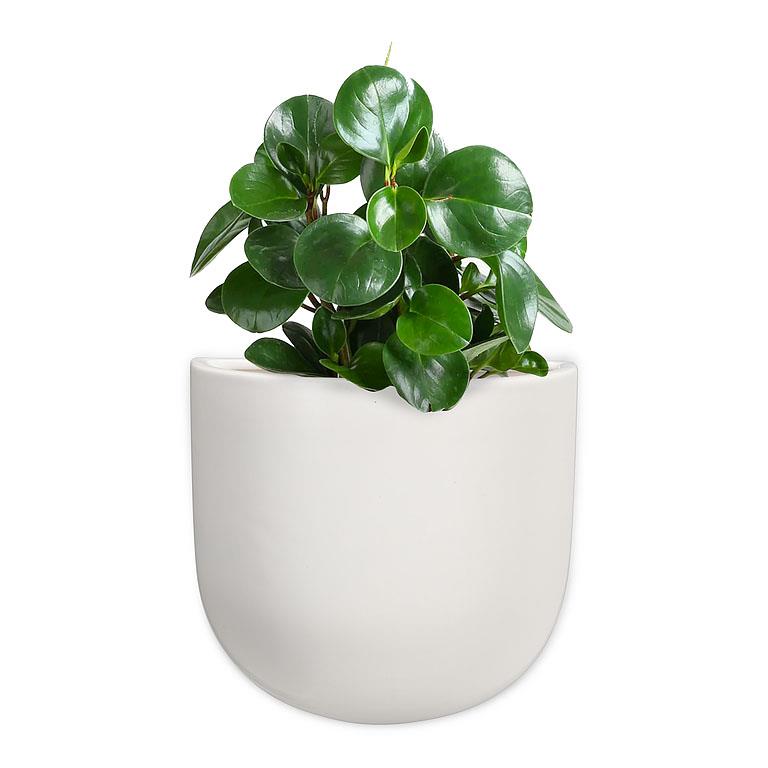 Lg Wall Planter-White-7&quot;H