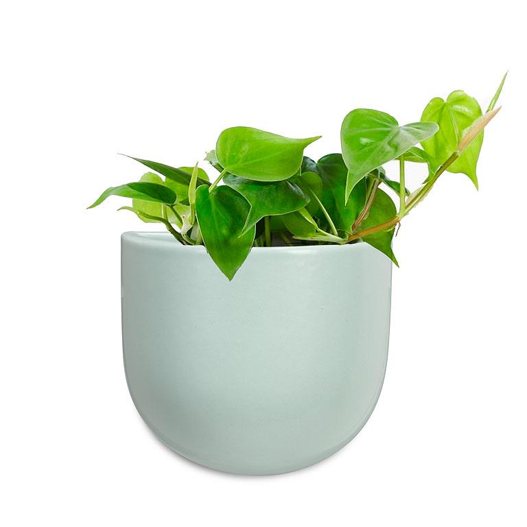 Sm Wall Planter-Mint-4.5&quot;h