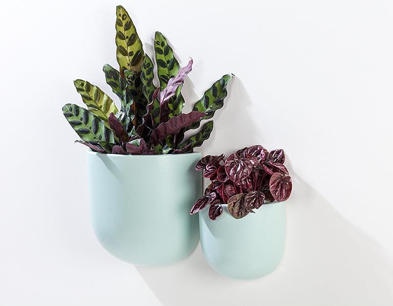 Sm Wall Planter-Mint-4.5&quot;h