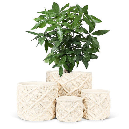 Macrame Style Planter-5&quot;D