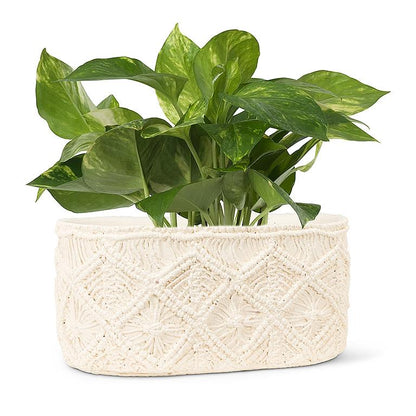 Macrame Style Oval Planter-6x10.5&quot;L