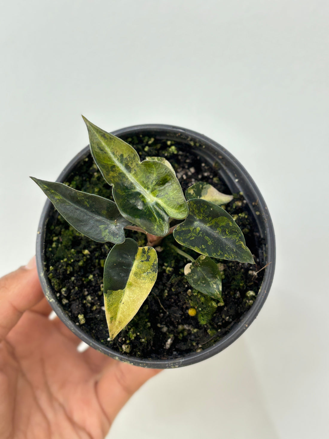 Alocasia Bambino Aurea Variegated