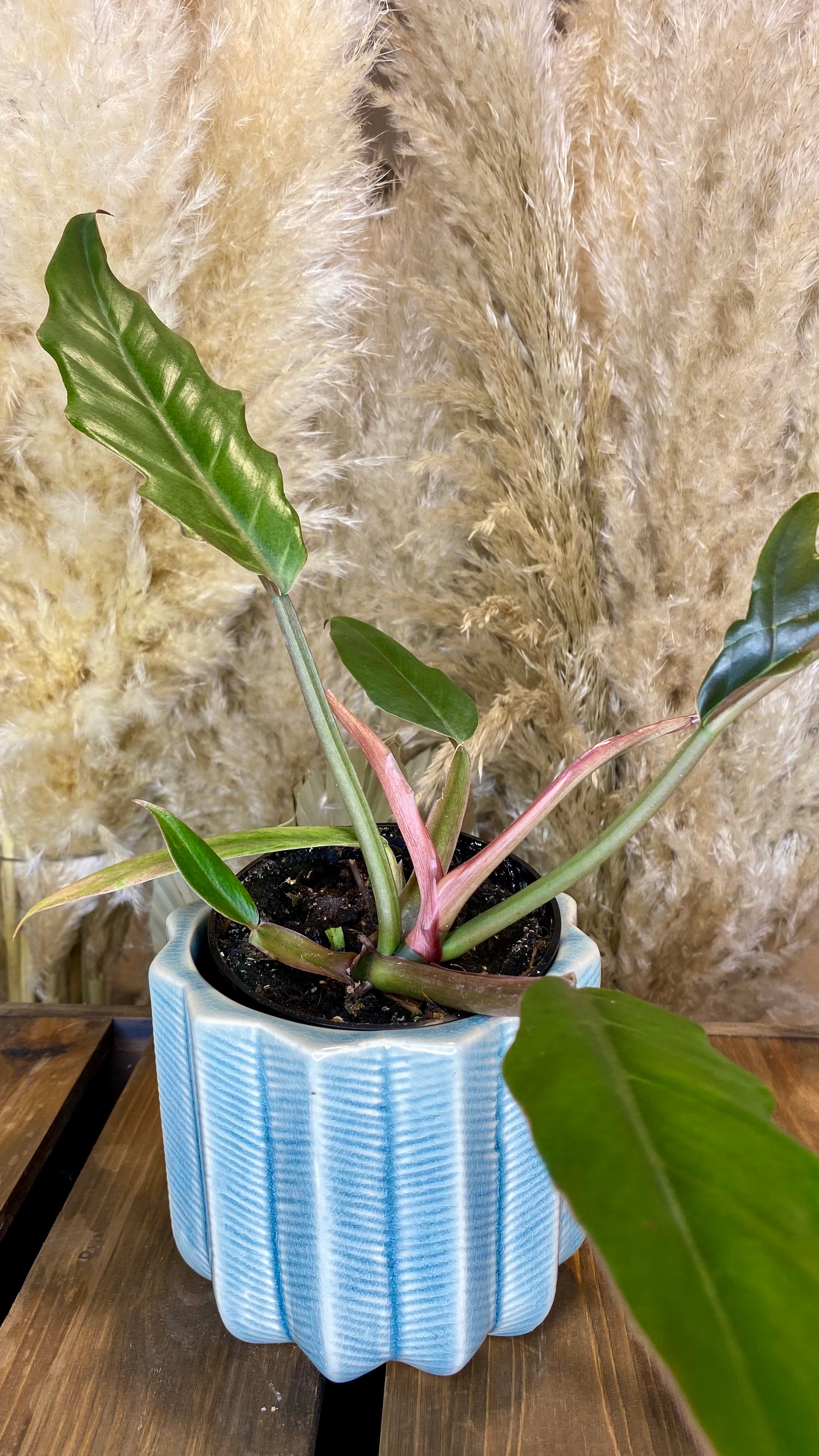 Philodendron Caramel Marble (Pluto - no variegation)