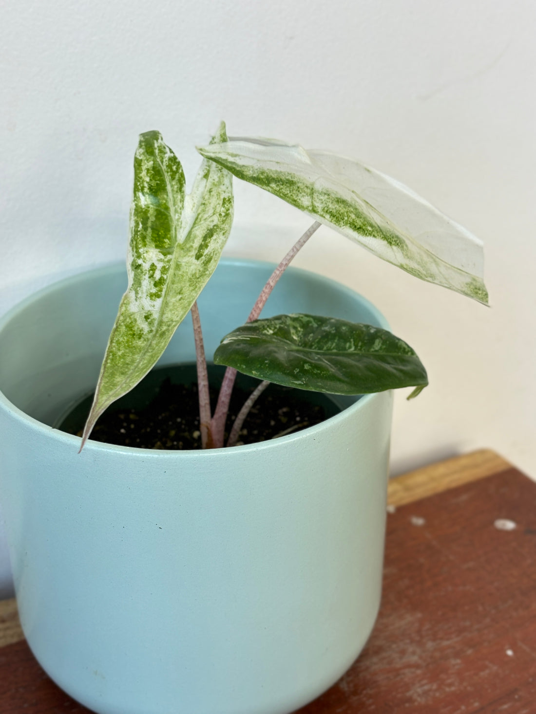 (C) Alocasia Zabrina Albo Variegated