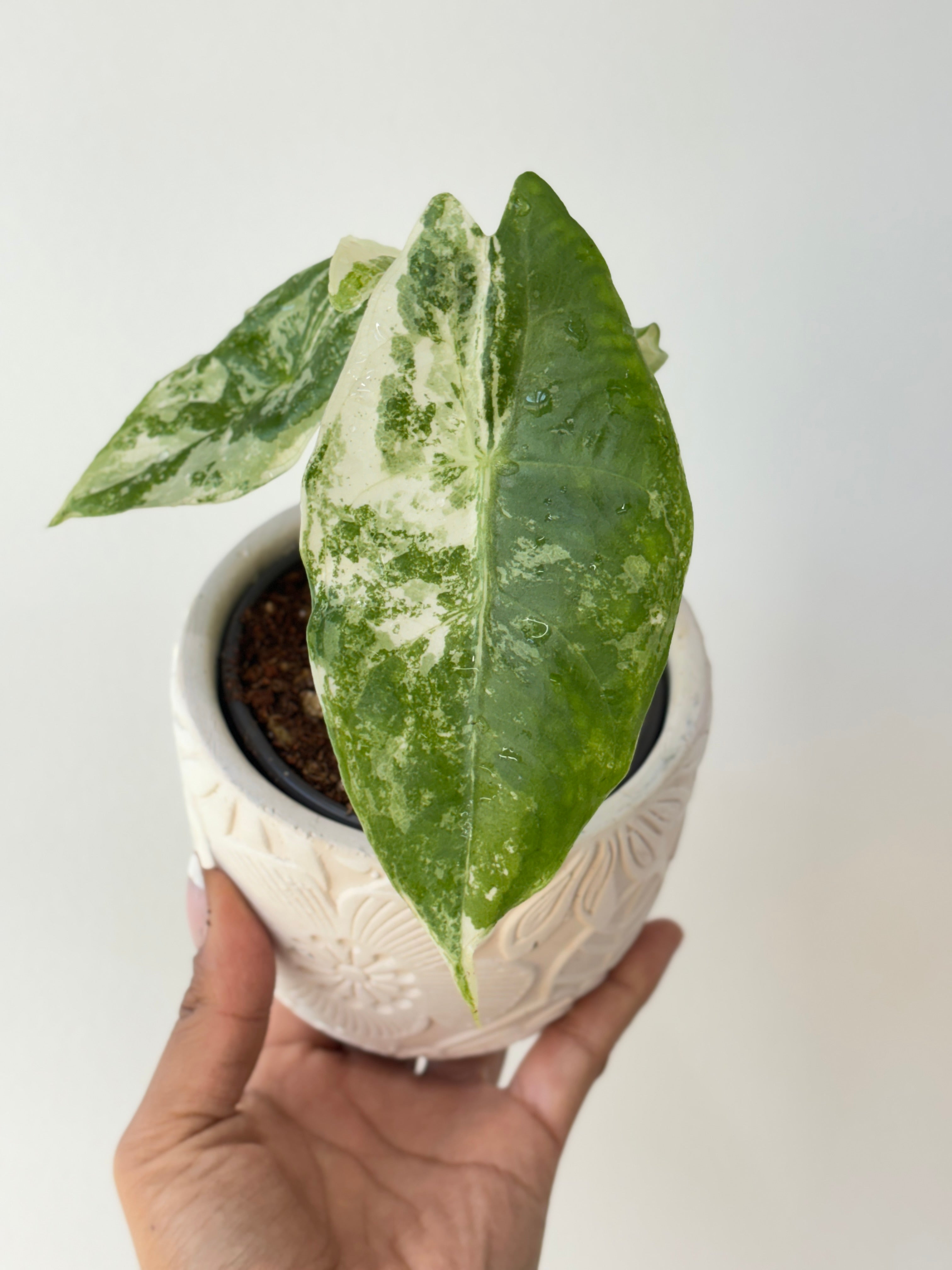 A) Alocasia Longiloba Variegated – Wilderly