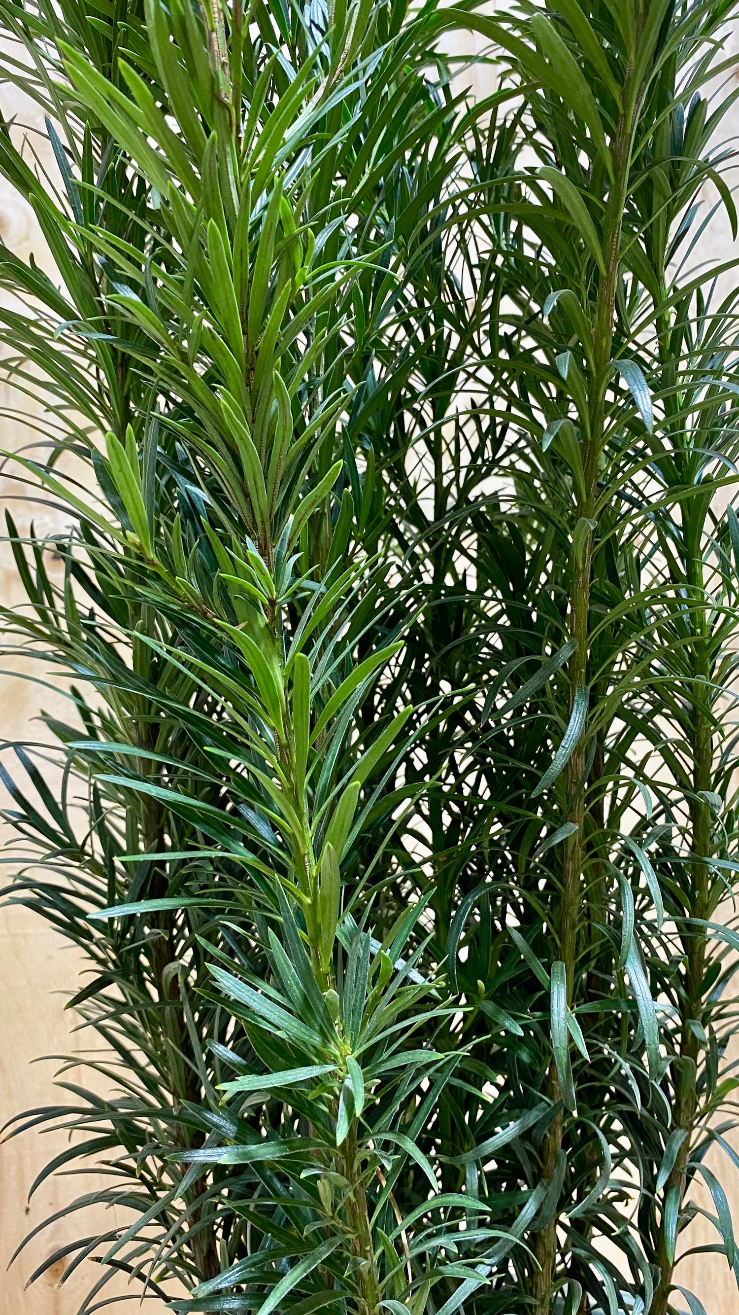 Buddhist Pine Maki Bush