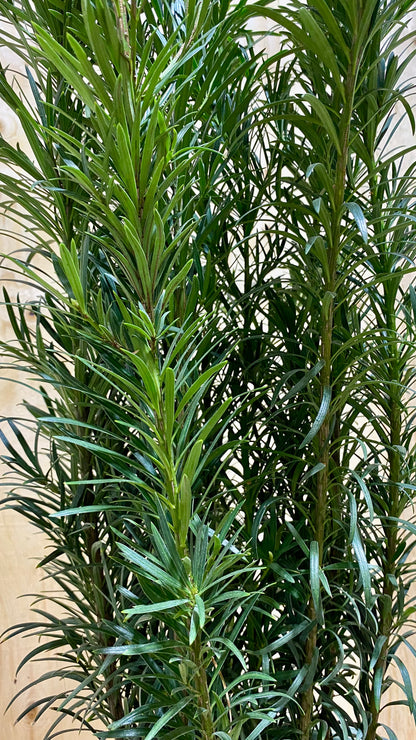 Buddhist Pine Maki Bush