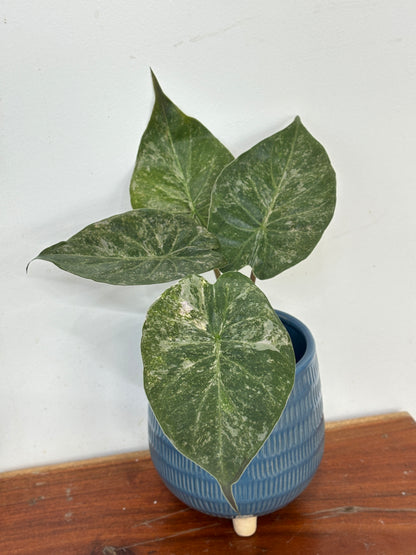 Alocasia Wentii Variegated