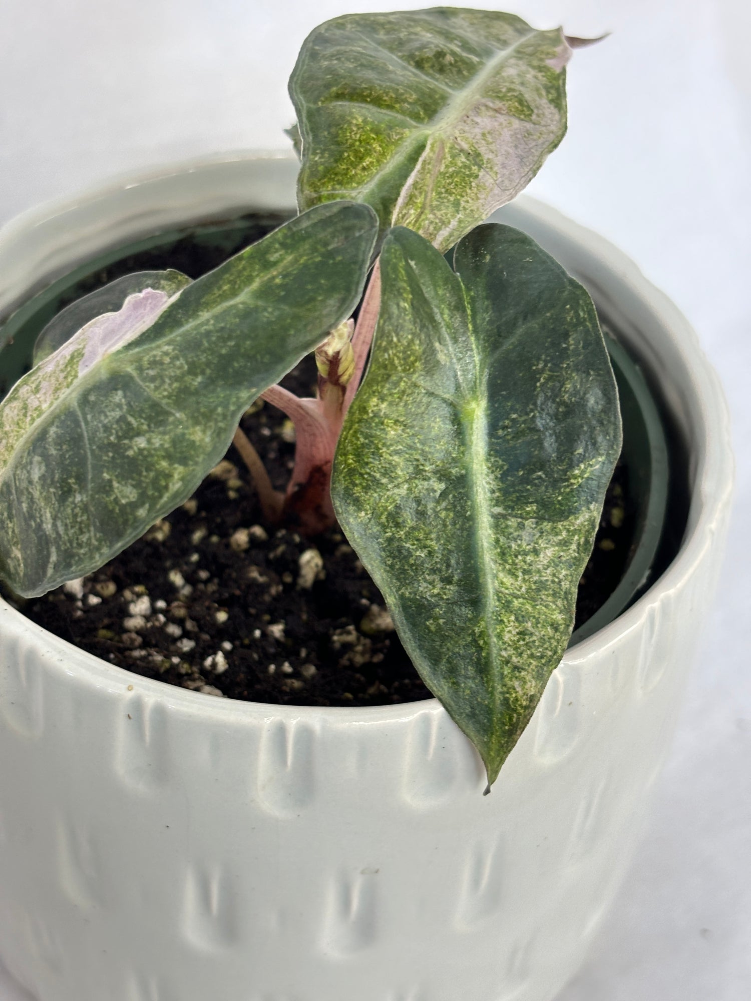 Alocasia Parasol Variegated