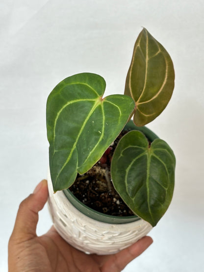 (B) Anthurium Carlablackiae