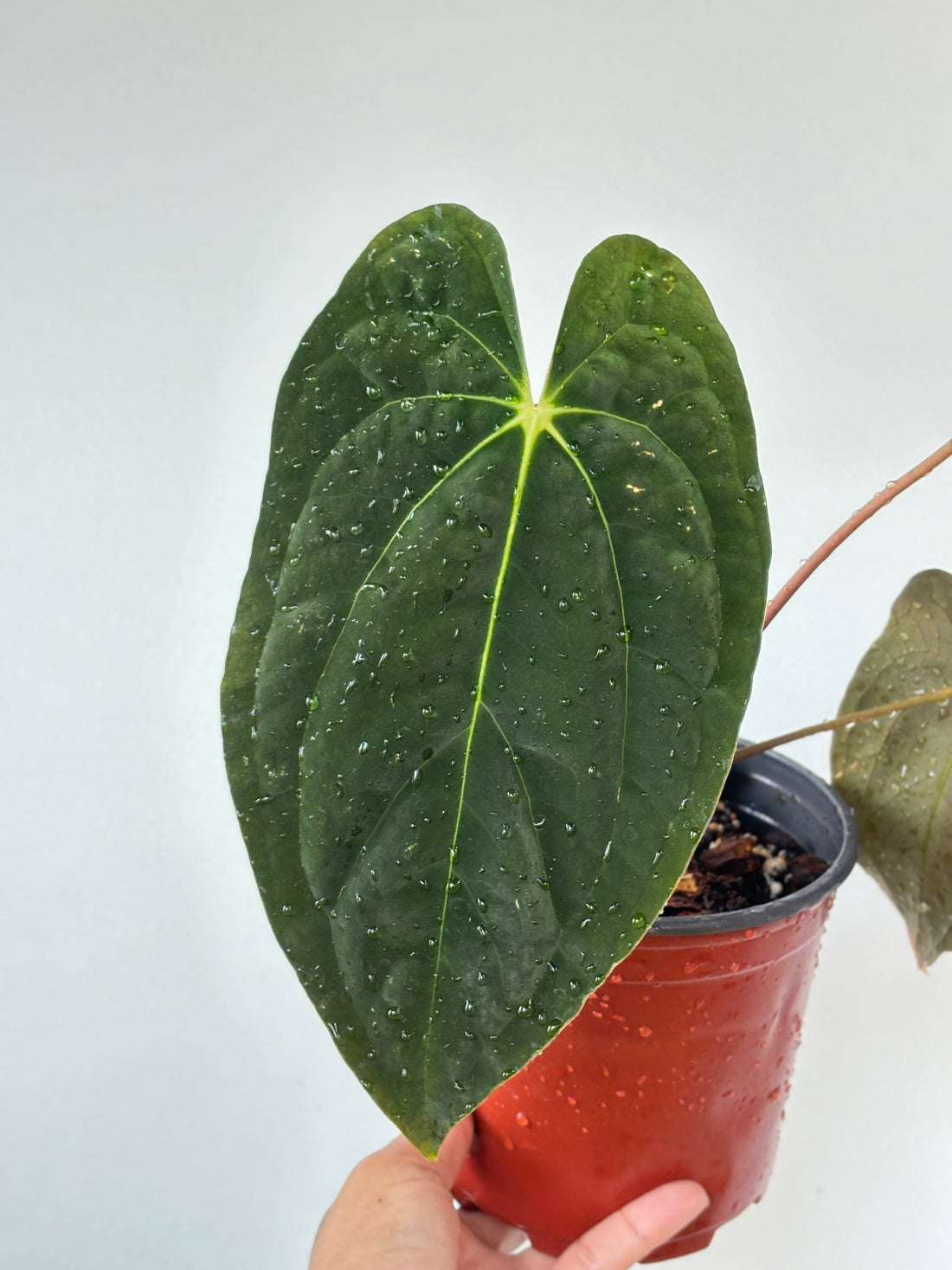 Anthurium Papilliaminum (Pure)