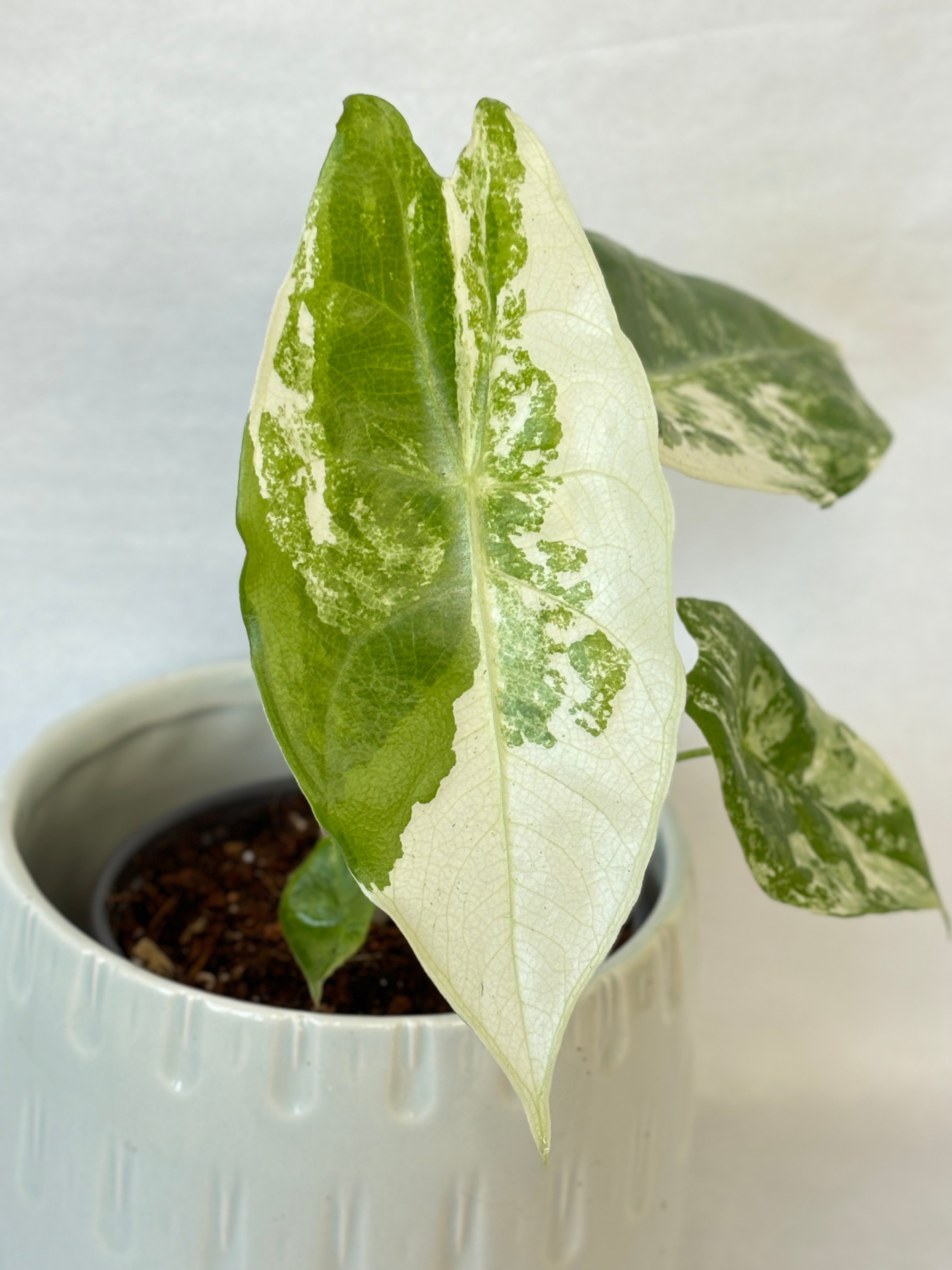 A) Alocasia Longiloba Variegated – Wilderly