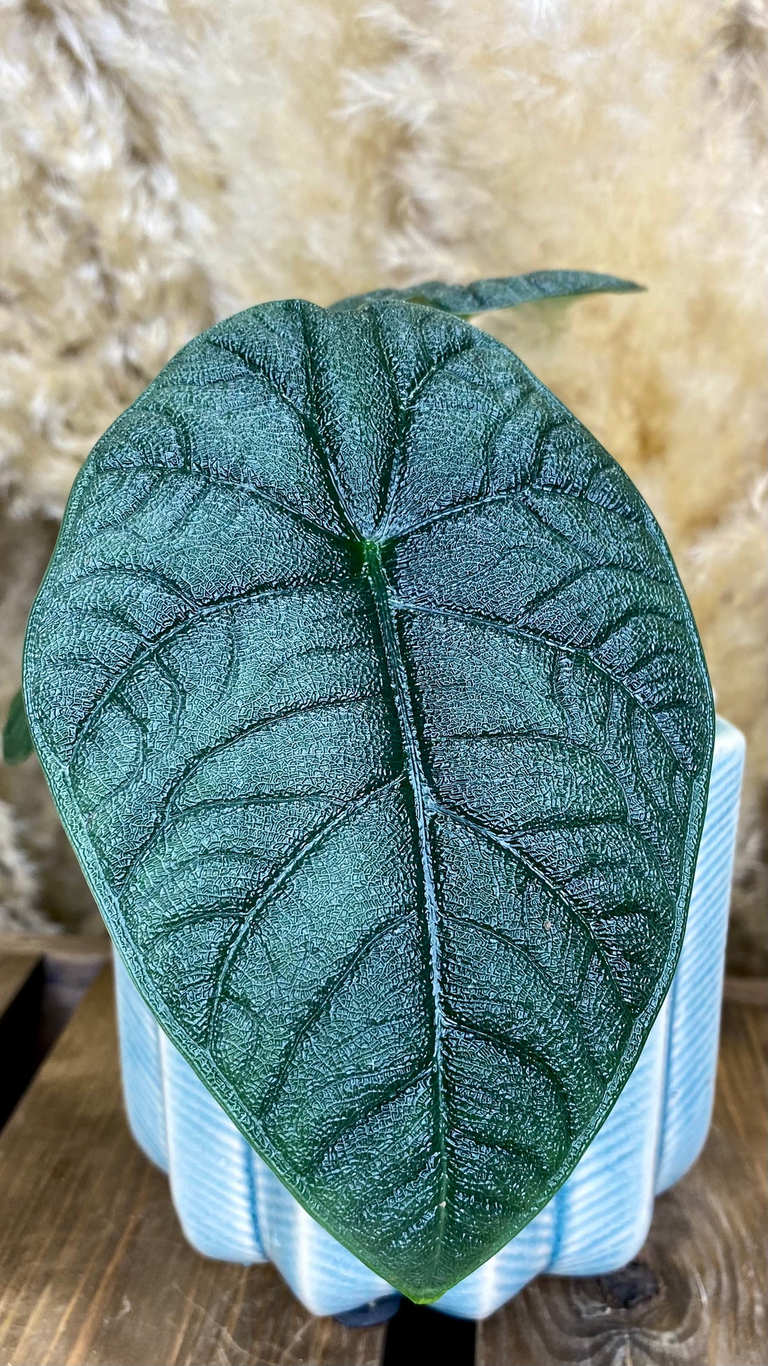 Alocasia Melo