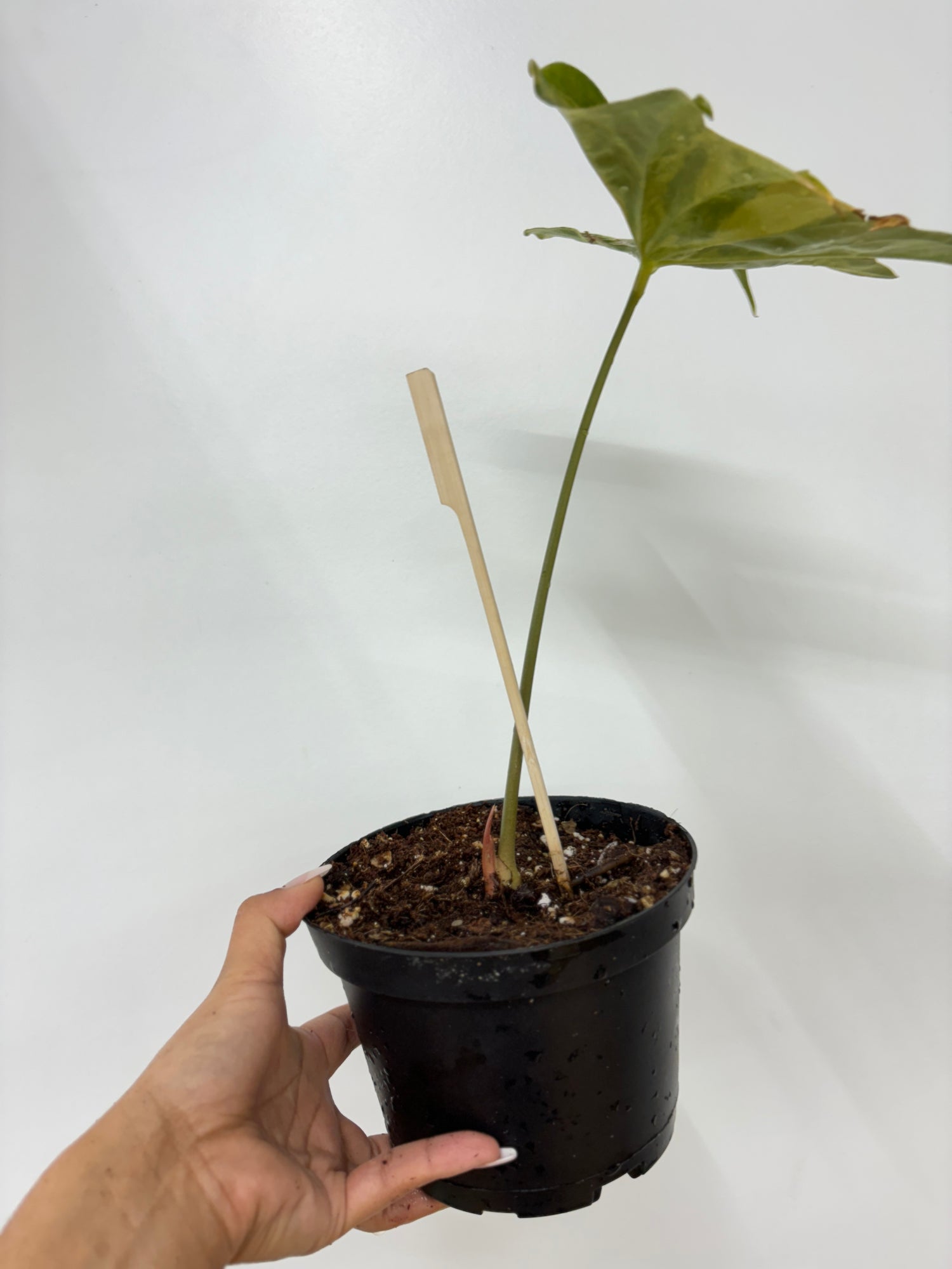 (A) Anthurium Pterodactyl Variegated