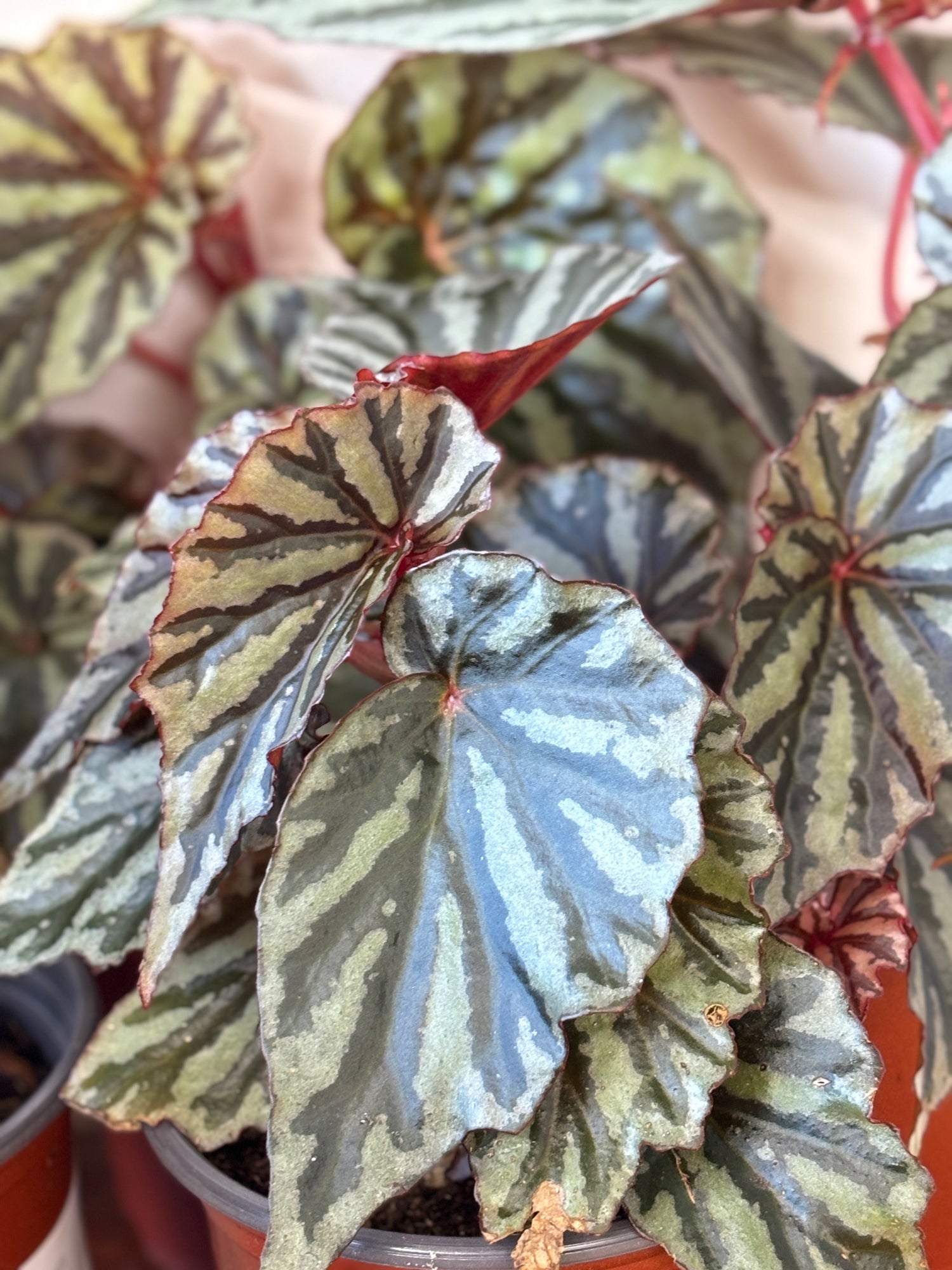 Weekly Feature- Begonia Jaya