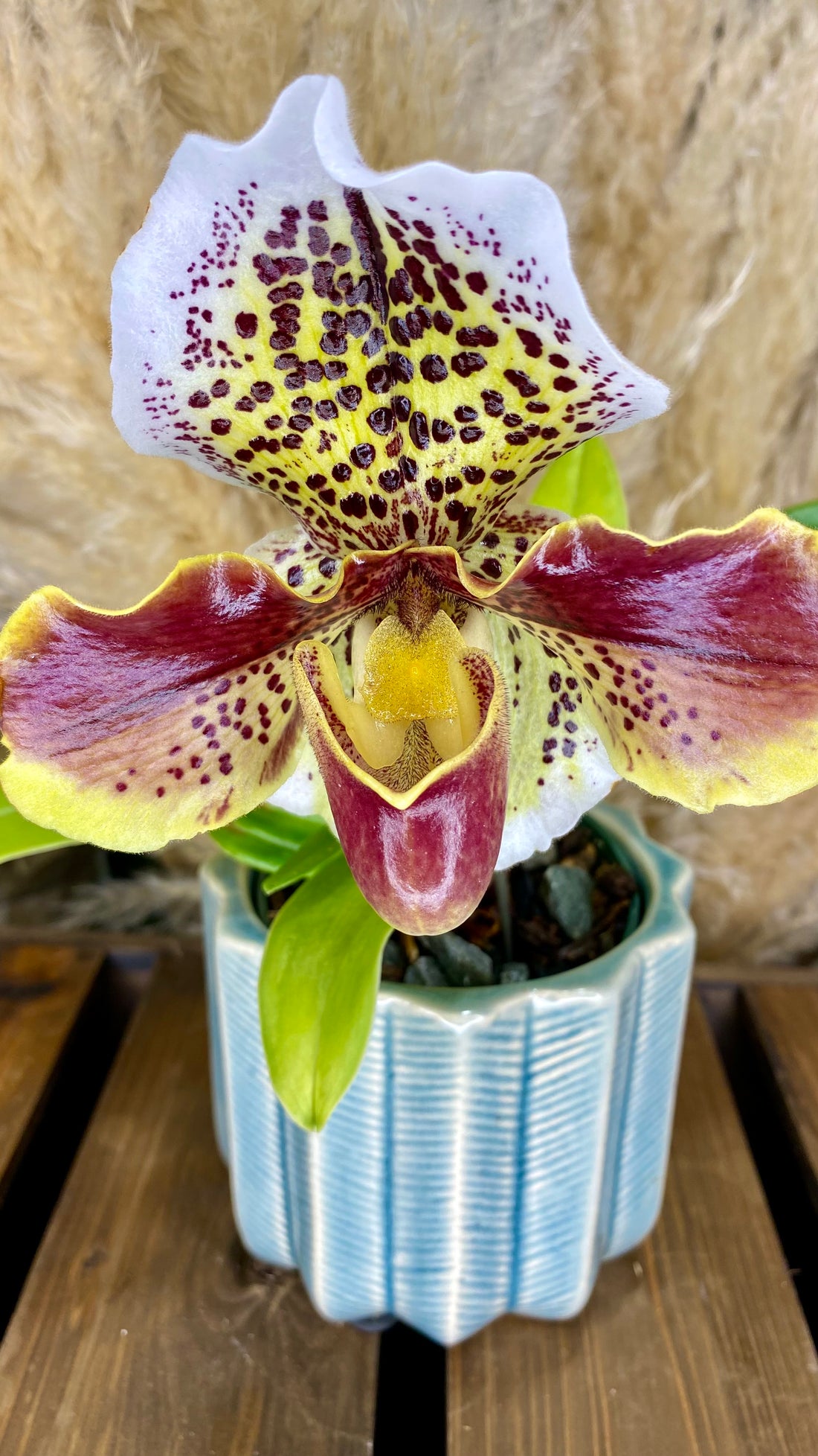 Paphiopedilum Orchid 4inch