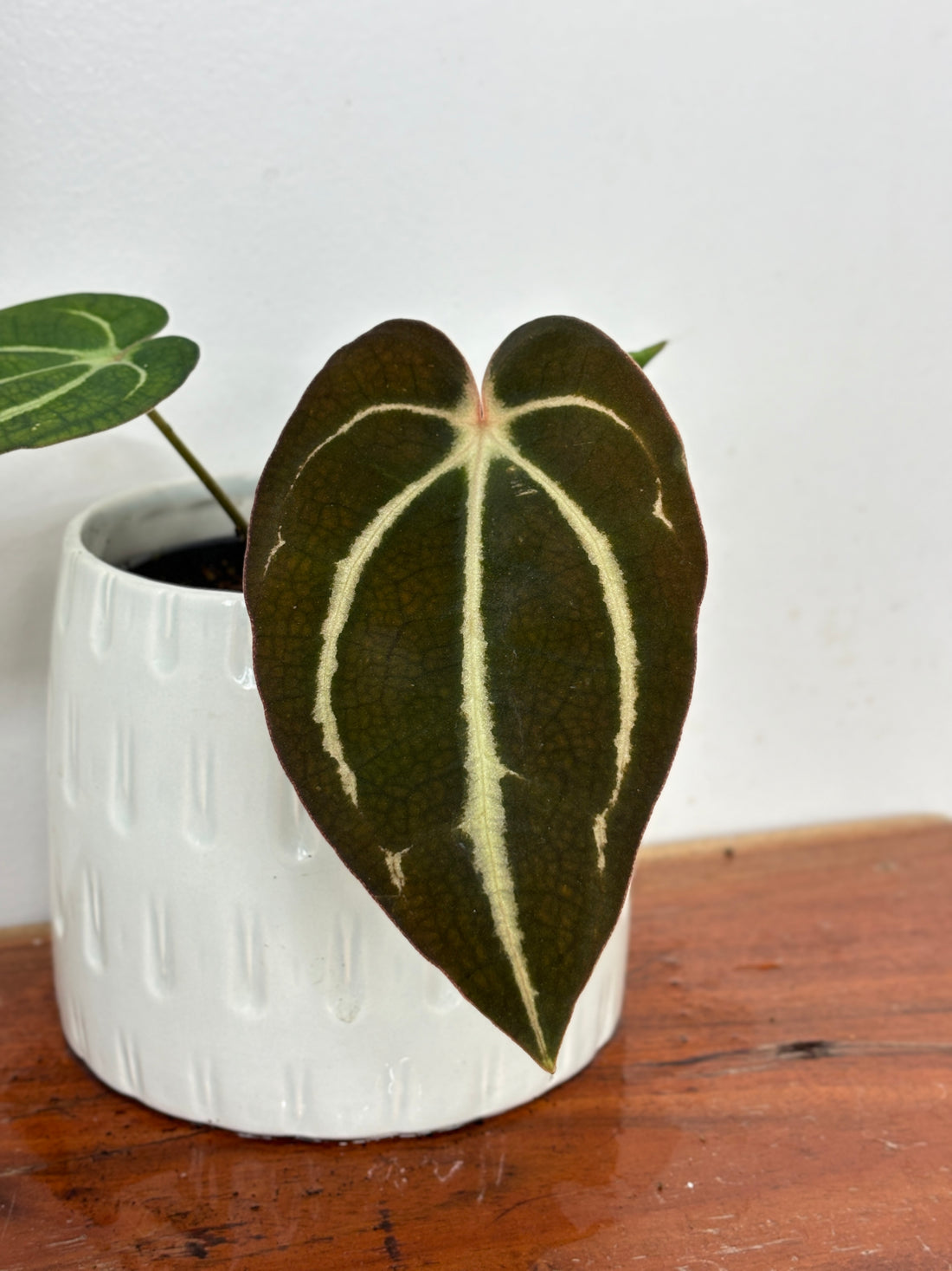 (A) Anthurium Carlablackiae