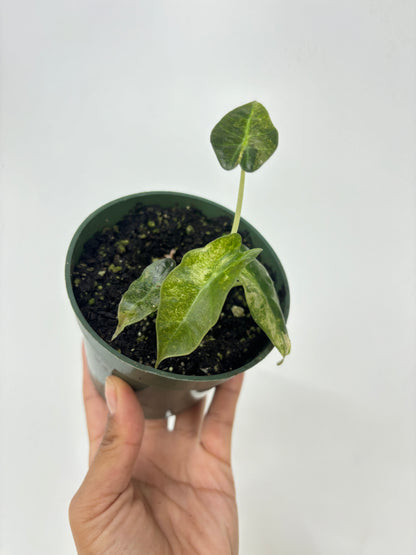 Alocasia Parasol Variegated