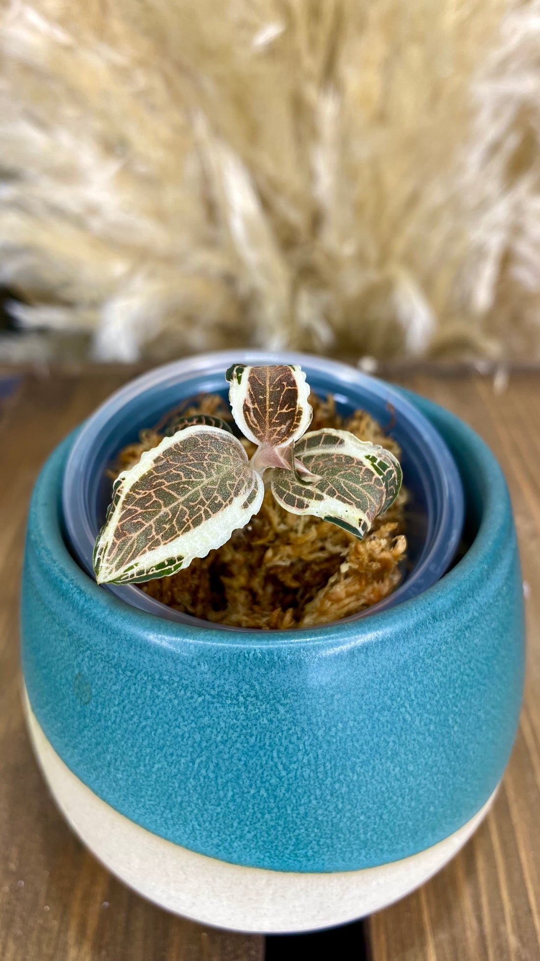 Variegated Jewel Orchid (Anoectochilius roxburghii)